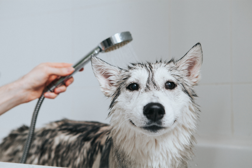 Washing your Dog